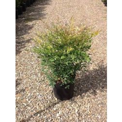 NANDINA DOMESTICA CLT. 10 Japán szentfa