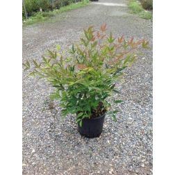 NANDINA DOMESTICA CLT. 3 Japán szentfa