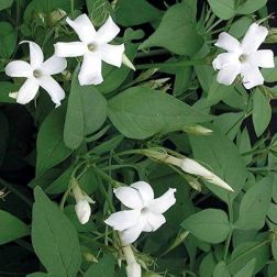 JASMINUM GRANDIFLORUM CLT. 3 Jázmin