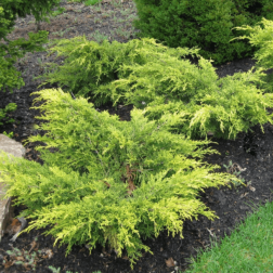 Juniperus med."Old Gold" CLT45