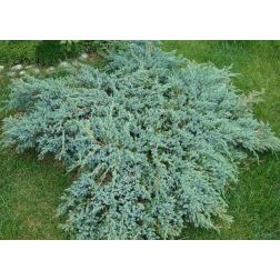 Juniperus sq."Blue Carpet" CLT10
