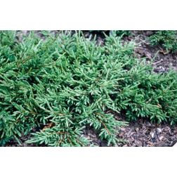 JUNIPERUS COMMUNIS REPANDA CLT. 10 Boróka