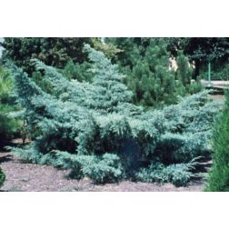 Juniperus med."Pfitz.Glauca"BONSAI