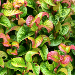 Leucothoe axiallis F&uuml;rt&ouml;shanga 10 cm-es cser&eacute;pben