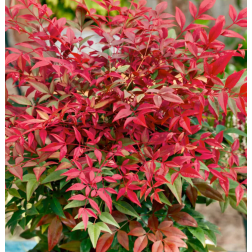 Nandina domestica 'Obsessed' Jap&aacute;n szentfa 11 cm-es cser&eacute;pben