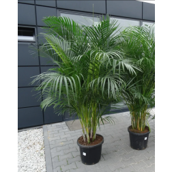 Areca aranypálma szobanövény 45 cm-es cserépben, 220 cm magas