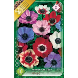 Anemone de caen mixed vegyes színű szellőrózsa virághagyma 10 darab
