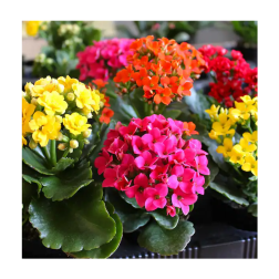 Kalanchoe korallvirág 9 cm-es cserépben több változatban