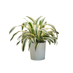 Dracaena fragrans sárkányfa szobanövény 12cm-es cserépben, több változatban