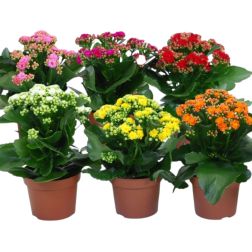 Kalanchoe Korallvir&aacute;g szoban&ouml;v&eacute;ny 9 cm-es cser&eacute;pben