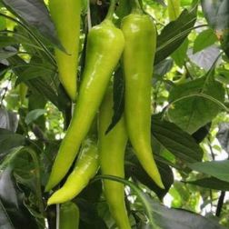 Oázis Kard paprika palánta 10,5 cm-es cserépben