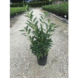 Kaukázusi babérmeegy Prunus La. "Caucasica" CLT10