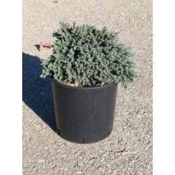 JUNIPERUS SQUAMATA BLUE STAR CLT. 10 Boróka