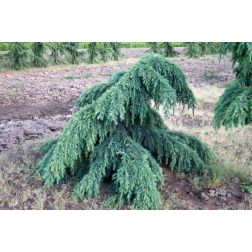 Cedrus de."Feelin Blue" CLT15