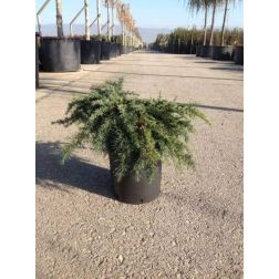 CEDRUS DEODARA FEELIN BLUE (R) CLT. 10 "Golden Horizon" kék cédrus