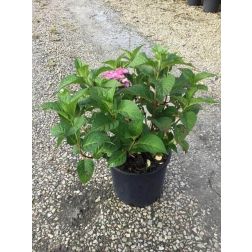 HYDRANGEA ENDLESS SUMMER TWIST-N-SHOUT (R) CLT. 10 Hortenzia