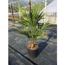CHAMAEROPS (TRACHYCARPUS)FORTUNEI CLT. 10 Kékvirágú kúpospálma