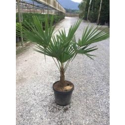 Kínai kenderpálma Chamaerops Ex. CLT15 60/80 cm