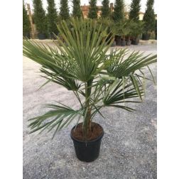 Kínai kenderpálma Chamaerops Ex. CLT20 80/100 cm