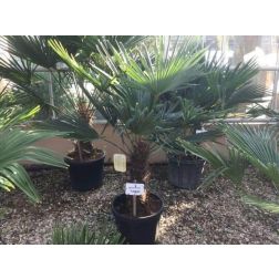 CHAMAEROPS (TRACHYCARPUS)FORTUNEI CLT. 30 100/125 Kékvirágú kúpospálma