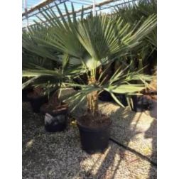 CHAMAEROPS (TRACHYCARPUS)FORTUNEI CLT. 35 TR.30/40 Kékvirágú kúpospálma