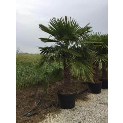 Kínai kenderpálma Chamaerops Ex. CLT90 Tr100/120