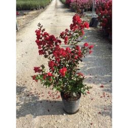 LAGERSTROEMIA DYNAMITE (R) CLT. 30 8/10 STANDARD kínai selyemmirtusz