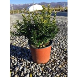 Kislevelű törpe kecskerágó Euonymus Pulchellus CLT3