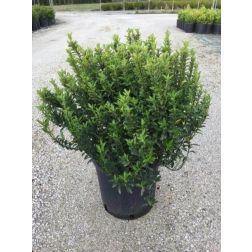 Kislevelű törpe kecskerágó Euonymus Pulchellus CLT5