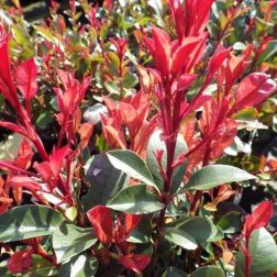 Photinia fr."Carre Rouge" CLT15