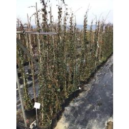 Közönséges borostyán Hedera Helix CLT3 100/125 cm