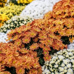 őszi krizant&eacute;m (Chrysanthemum), 17-19 cm-es cser&eacute;pben, t&ouml;bb sz&iacute;nben