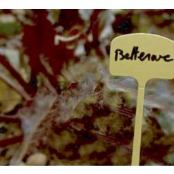 Nortene Label 13 jel&ouml;lőt&aacute;bl&aacute;k
