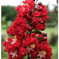 Lagerstroemia "Dynamite" CLT3