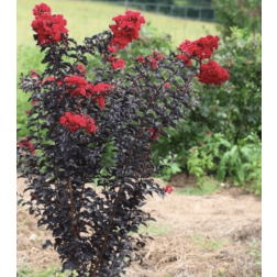 Lagerstroemia "Black Diamond" CLT3