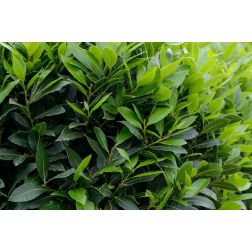 Laurus nobilis CLT5 100/125