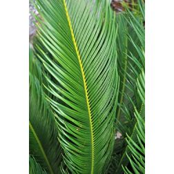 Cycas cikászpálma szobanövény 21 cm-es cserépben