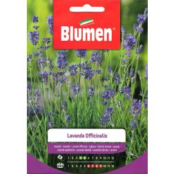 Blumen Lavanda officinalis levendula vetőmag