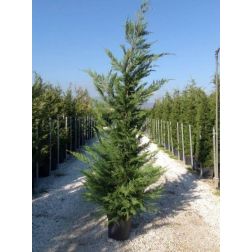 Leyland ciprus Cupressocyparis Leylandii CLT25 200/250 cm