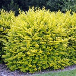 Ligustrum ov."Aureum" CLT10
