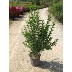 Ligustrum ovalifolium CLT18 125/150