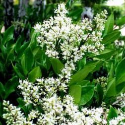 Ligustrum "Texanum" CLT18 1/2T