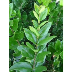 Ligustrum japonicum 'Texanum' Lv15 japán fagyal