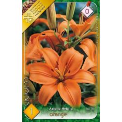 Lilium asiatic hybrid orange narancssárga liliom virághagyma 1 darab
