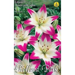 Lilium asiatic hybrid pink-white rózsaszín-fehér liliom virághagyma 1 darab