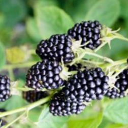 Oázis apró levelű szeder - Rubus fruticosus "Loch Ness" - konténeres, apró levelű ,aromás termésű c2 40/50