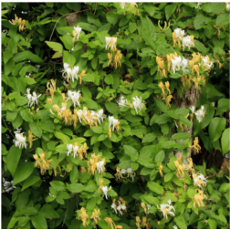 &Ouml;r&ouml;kz&ouml;ld jap&aacute;nlonc Lonicera Japonica Halliana CLT3