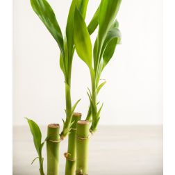 Lucky bamboo szerencsebambusz kerámia kaspóban