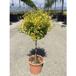 Magastörzsű aranytarka széleslevelű fagyal Ligustrum Ov. "Aureum" mini törzses Lv9