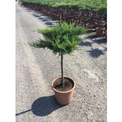 Magastörzsű óarany terülő boróka Juniperus Med. "Old Gold" 1/4 Lv9